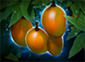 DotA 2 Items: Mango Tree